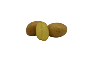 Kartoffel Bernina 2,5 kg